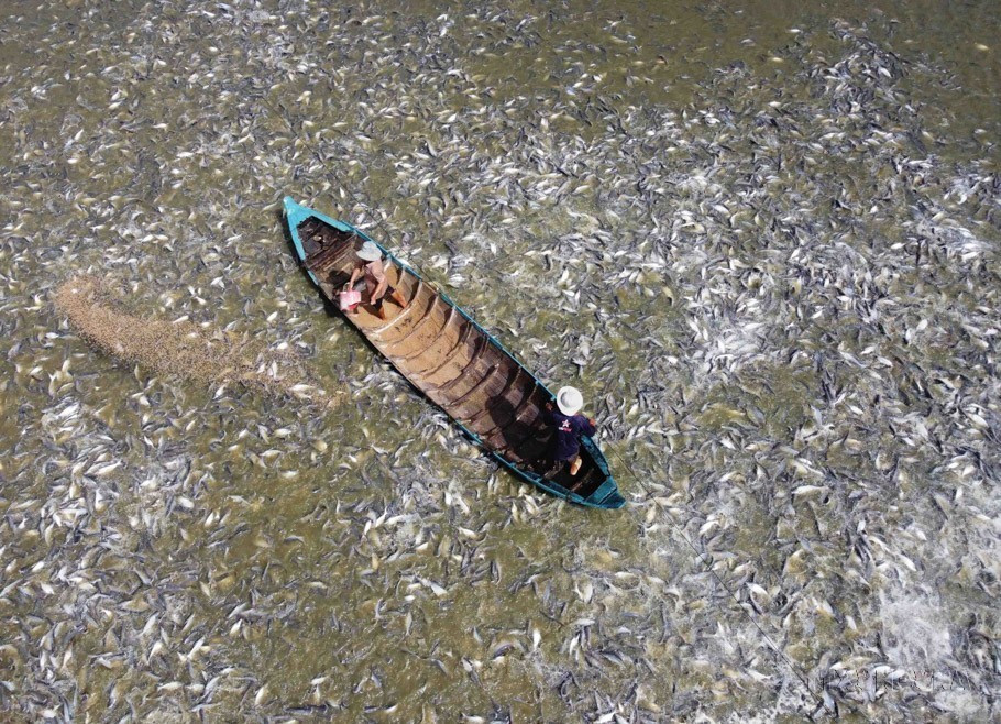 Tra fish farming in the Mekong Delta province of An Giang. The model is a collaborative effort between local farmers and businesses. (Photo: VNA)