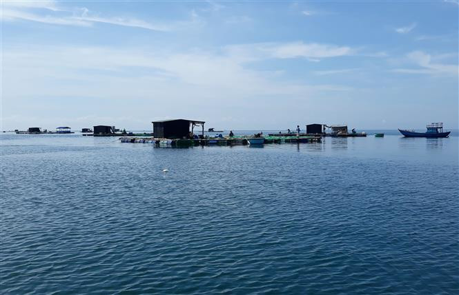 An in-cage-lobster raising model in Ninh Thuan province's Phan Rang - Thap Cham city (Source: VNA)