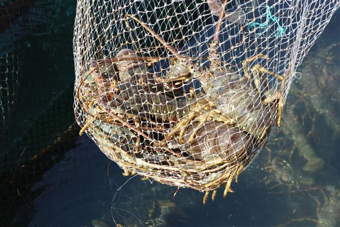 Harvesting lobsters in Ninh Thuan (Source: VNA)