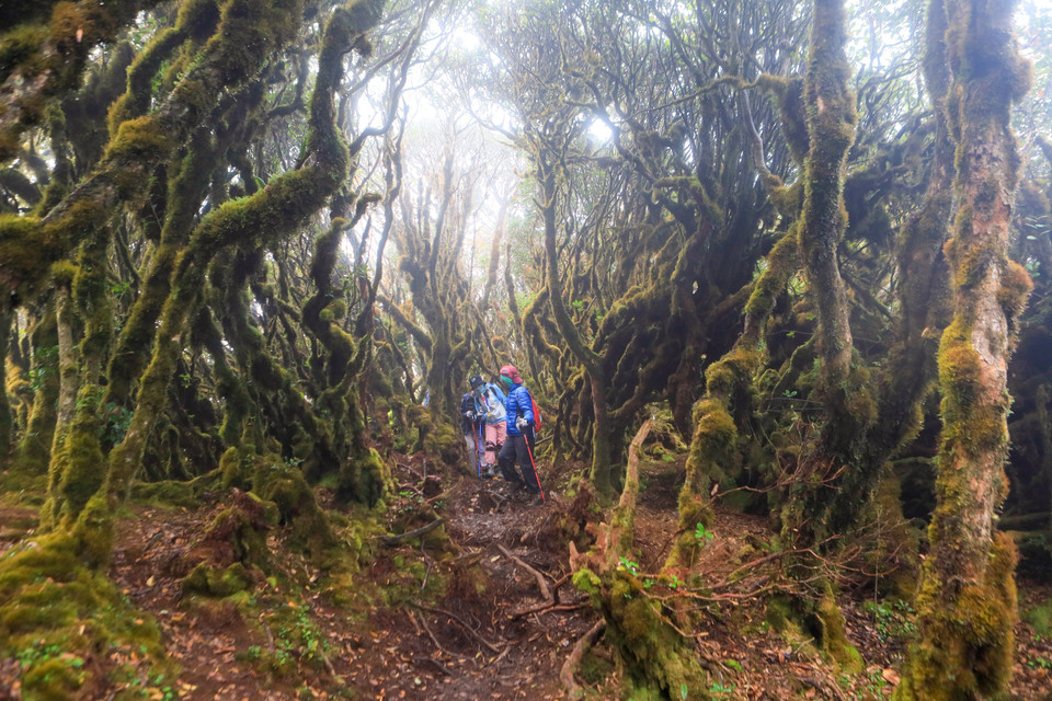 Trekkers enter the forest of trees on the way to conquering Ta Xua Peak. (Photo: VNP)
