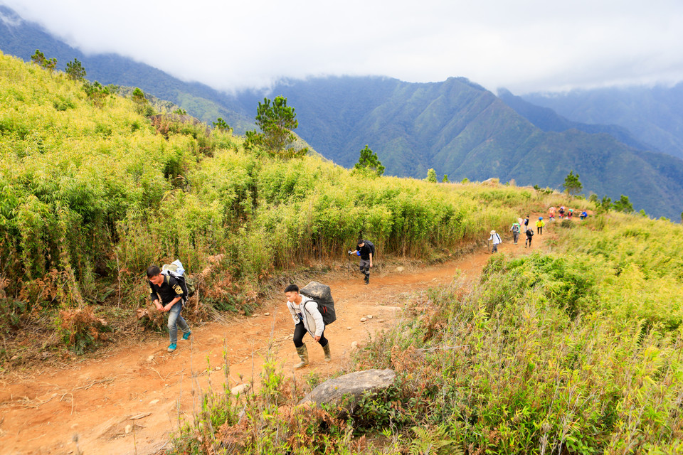 A group of trekkers taking on the climb passes through a bamboo forest. This is a plateau at an altitude of about 2,000 metres above sea level. (Photo: VNP)