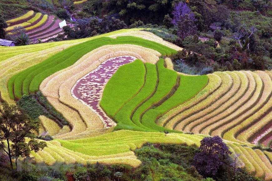 Terraced rice fields in Xím Vang commune, Bắc Yên district (Sơn La). (Photo: VNA)