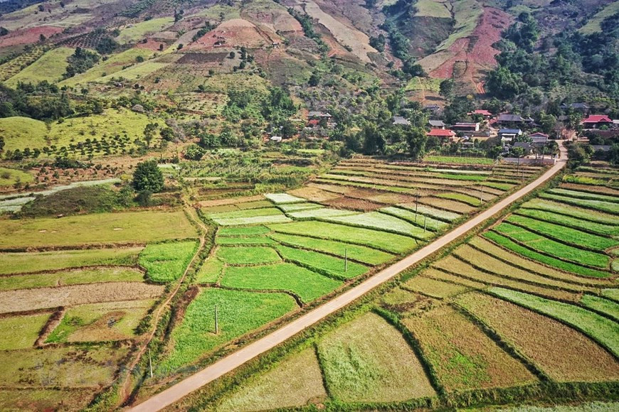 The field of canola is divided into different block with vibrant colours and even more when seen from above (Photo: Vietnam+)