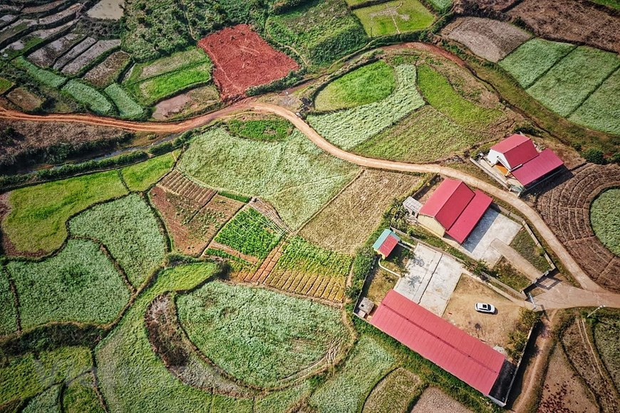 This is a seemingly endless field of canola (Photo: Vietnam+)