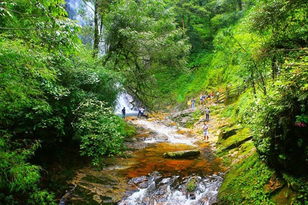 Part of primeval forest in the north of Phu Quoc island (Source: saigonstartravel.com)