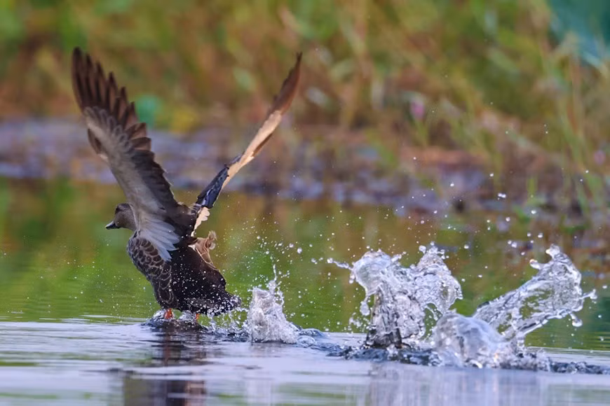 Since it was listed as Ramsar site in 2012, Tram Chim National Park has become one of attractive ecotourism destinations in Vietnam. Spring is the best time to visit Tram Chim for birdwatching. (Photo: Hai An/Vietnam+)