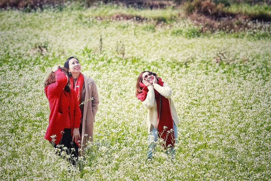 The seemingly endless flower field in So Luon, Moc Chau (Photo: Vietnam+)