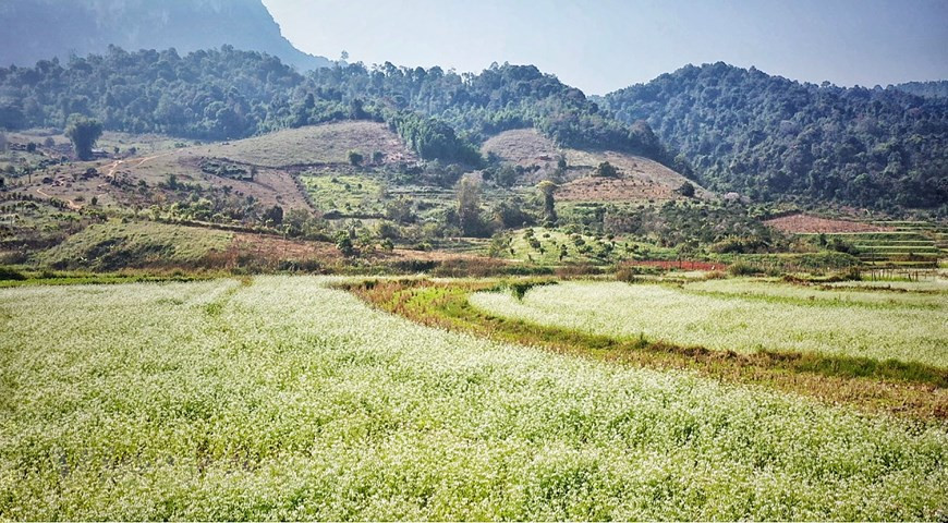 The white and yellow canola flower intertwined, creating beautiful picture (Photo: Vietnam+)