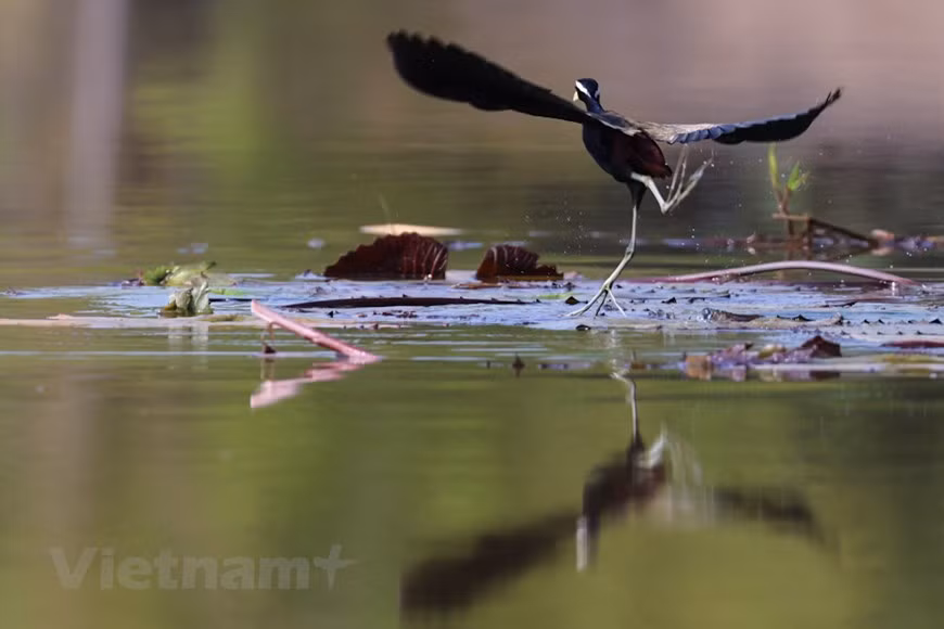Spring is the best time to visit Tram Chim for birdwatching. (Photo: Hai An/Vietnam+)