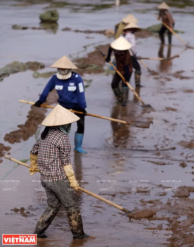 Farmers at the seed clam farming area in Nam Thinh commune are paid 200,000 VND per day. (Photo: VNA)