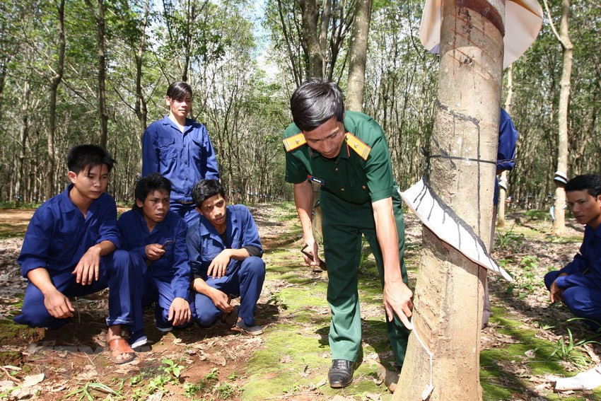 Soldiers instruct J’rai ethnic minority people in the border district of Duc Co in Gia Lai province to extract latex from rubber trees (Photo: VNA)