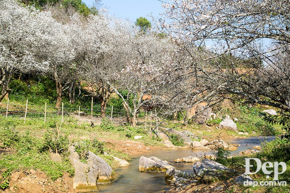 Flowers by the stream (Photo: VNA)