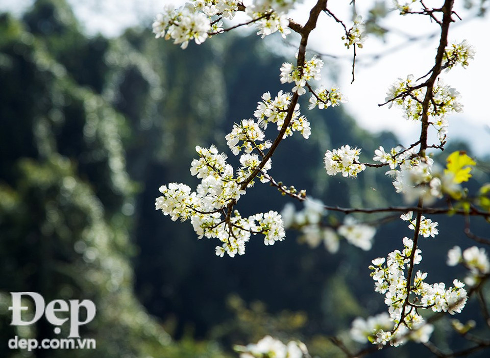 Peach, plum and apricot flowers often bloom from December to February (Photo: VNA)