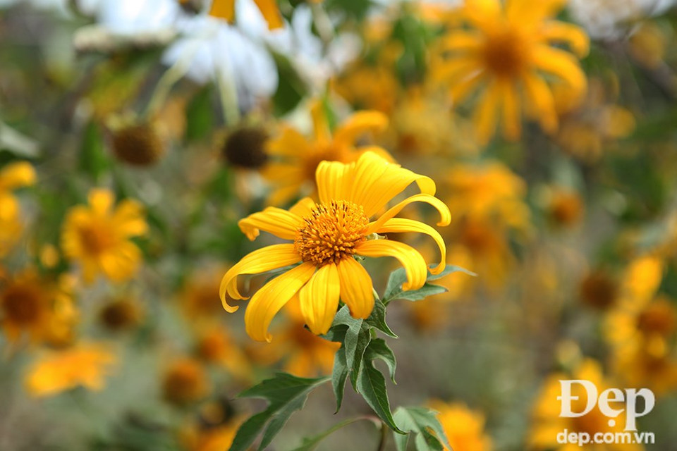 Wild sunflowers in Moc Chau bloom from mid-November to January (Photo: VNA)