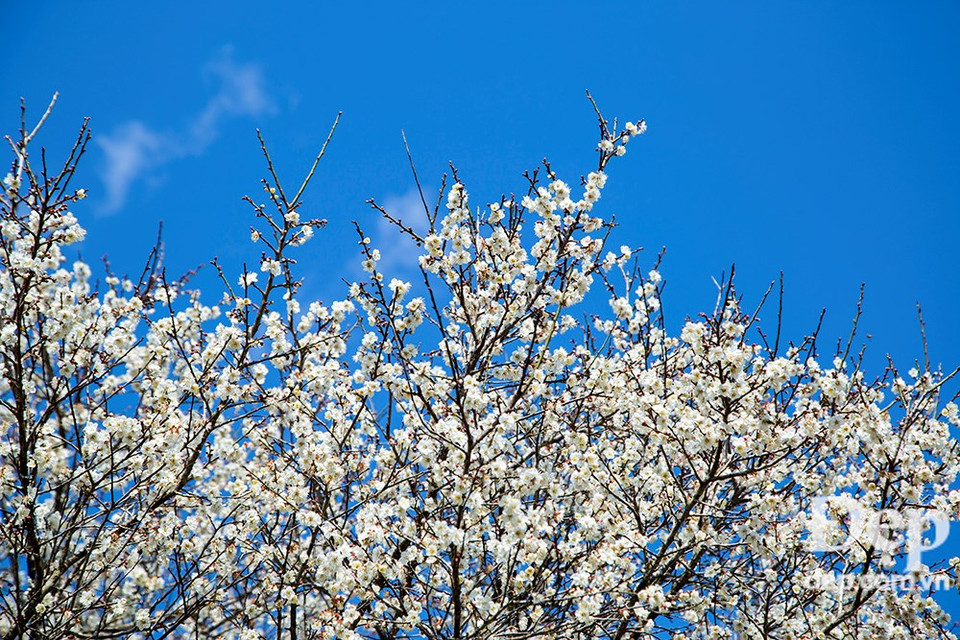 Apricot blossom under light spring sun (Photo: VNA)