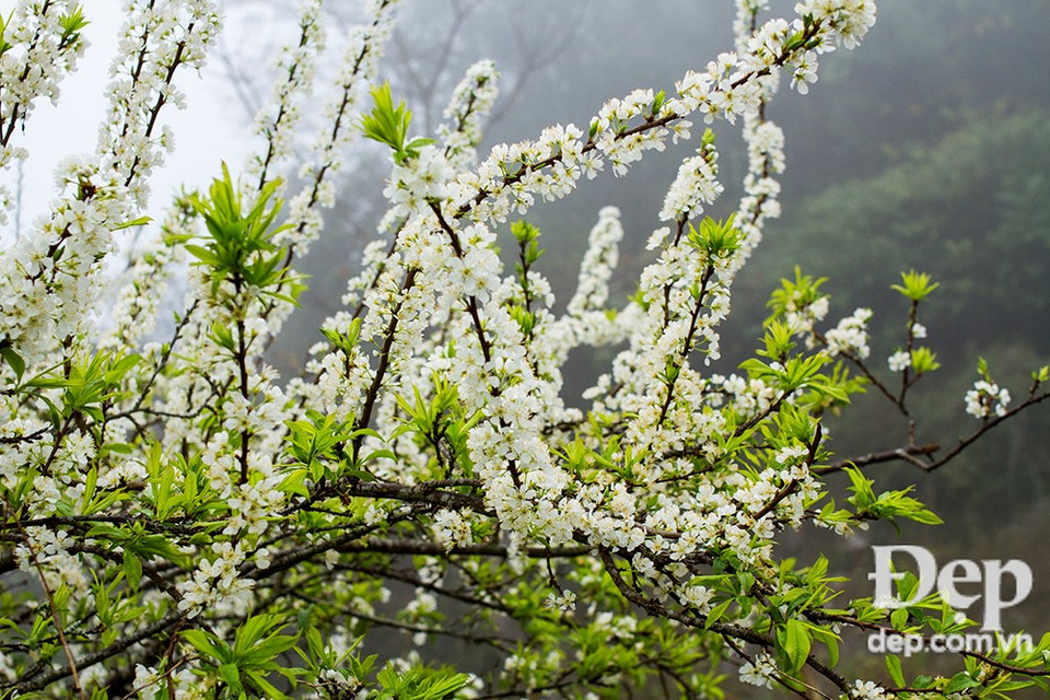 Spring is flower blooming season (Photo: VNA)