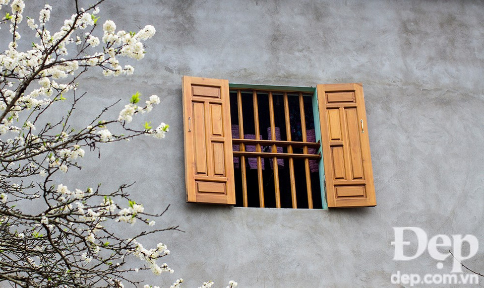 Plum flowers (Photo: VNA)