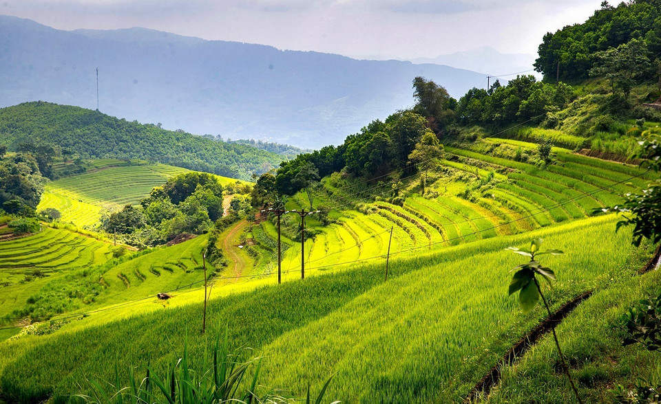 The terraced rice fields of Mien Doi commune stretch from the top of hills to the bottom, creating a majestic sight. (Photo: VNA)