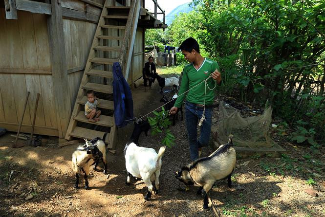 Raising goats has created a sustainable livelihood for local people (Photo: VNA)