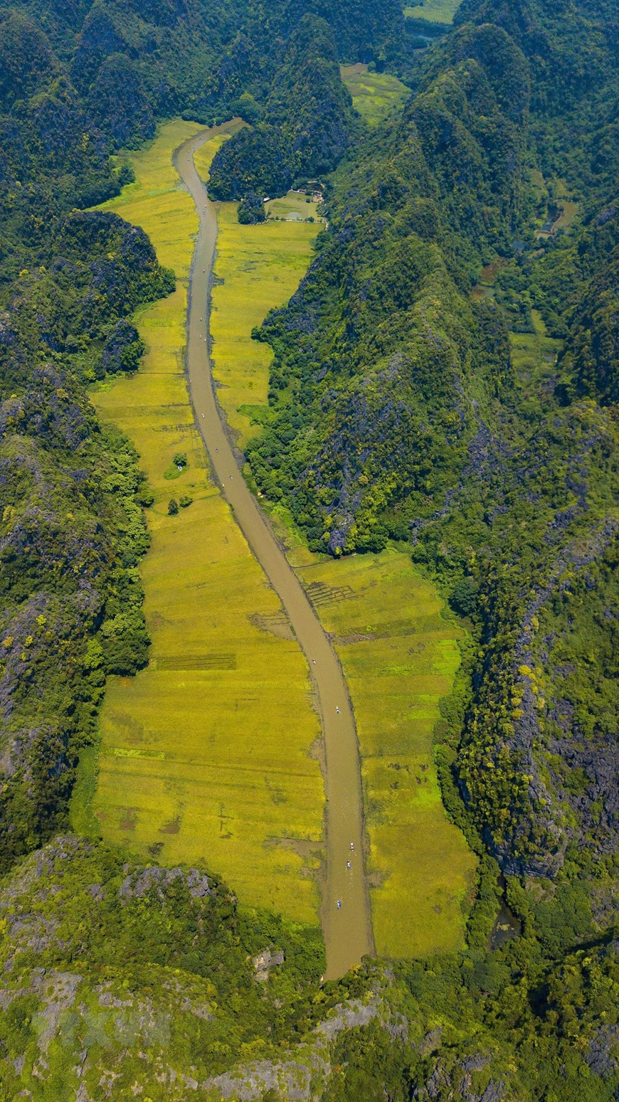 Ngo Dong stream lies peacefully between yellow rice fields (Photo: VNA)