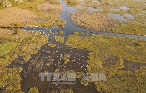 Van Long Wetland Nature Reserve is one of the few intact lowland inland wetland areas remaining in the Red River Delta (Photo: VNA)
