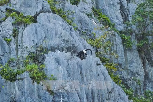 The limestone hills provide a habitat for the critically endangered Delacour’s langur, one of the world’s 25 most endangered primates (Photo: VNA)