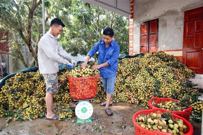Local residents in Phu Cu district, Hung Yen province, harvest early-ripen lychees (Photo:VNA).