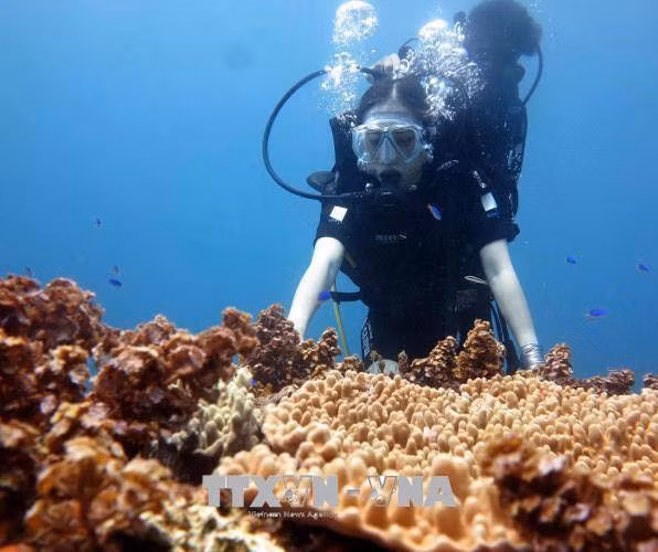 Vietnam boasts a vibrant biodiversity of coastal and marine habitats and ecosystems (Photo:VNA)