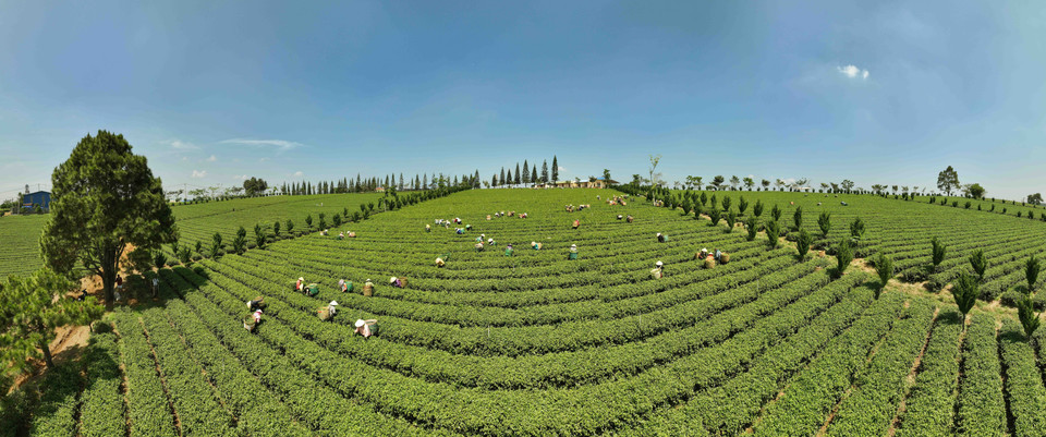 Located in Loc Quang commune in Bao Lam district, the Gia Dat Viet Company Limited boasts 350 hectares of organic tea production. (Photo: VNA)