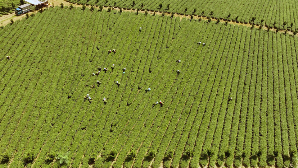 More than 310 hectares of tea plantations in Bao Lam district and Bao Loc city in Lam Dong province are certified as meeting Vietnamese Good Agricultural Practices (VietGAP) standards. (Photo: VNA)