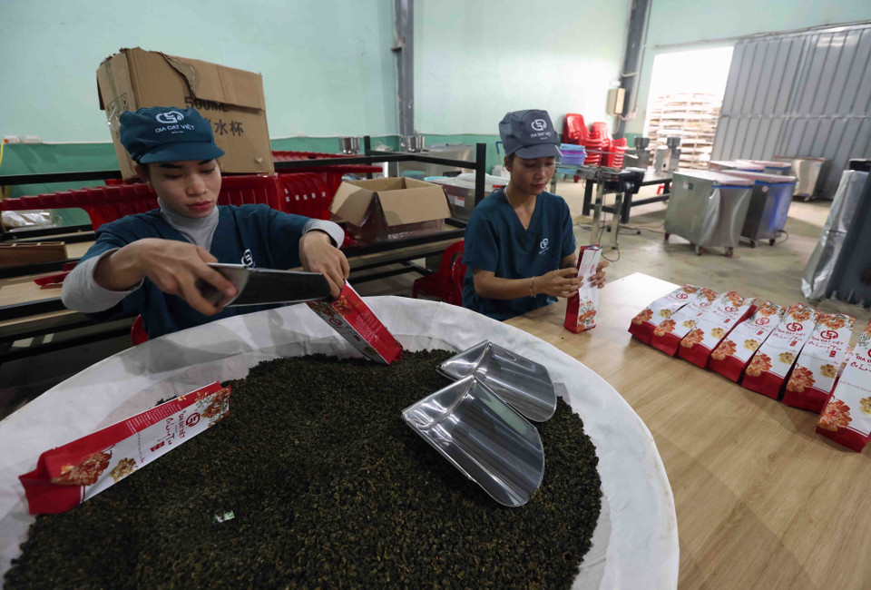 Packaging oolong tea products at the factory (Photo: VNA)