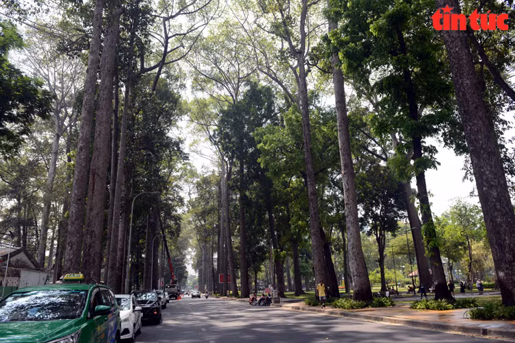 Truong Dinh Street in District 1 features rows of old trees, providing shade and comfort for pedestrians. (Photo: Tin Tuc Newspaper/VNA)