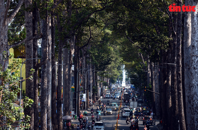 Under the scorching sun in Ho Chi Minh City, tree-lined streets offer a refreshing and cool environment for everyone. (Photo: Tin Tuc Newspaper/VNA)