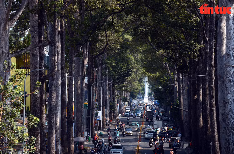 Under the scorching sun in Ho Chi Minh City, tree-lined streets offer a refreshing and cool environment for everyone. (Photo: Tin Tuc Newspaper/VNA)