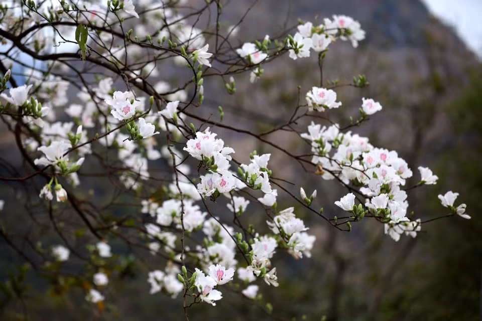 Ban flowers in Pha Dinh Pass are currently in full bloom. (Photo: VNA)