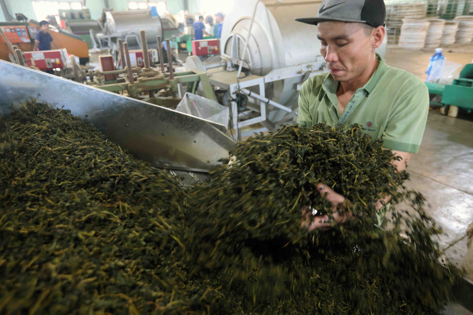 Processing oolong tea at the company’s factory (Photo: VNA)