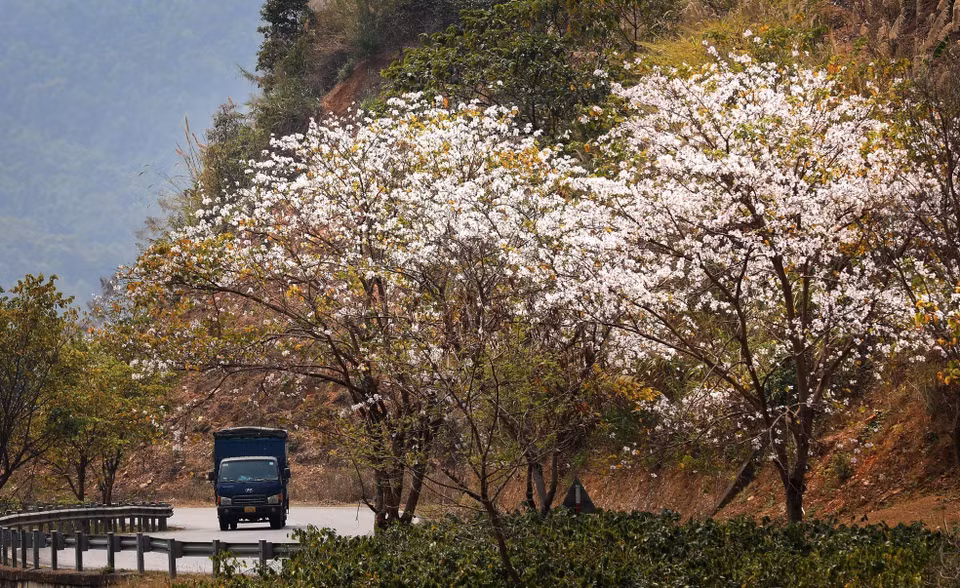 Ban flowers in Pha Dinh Pass are currently in full bloom. (Photo: VNA)