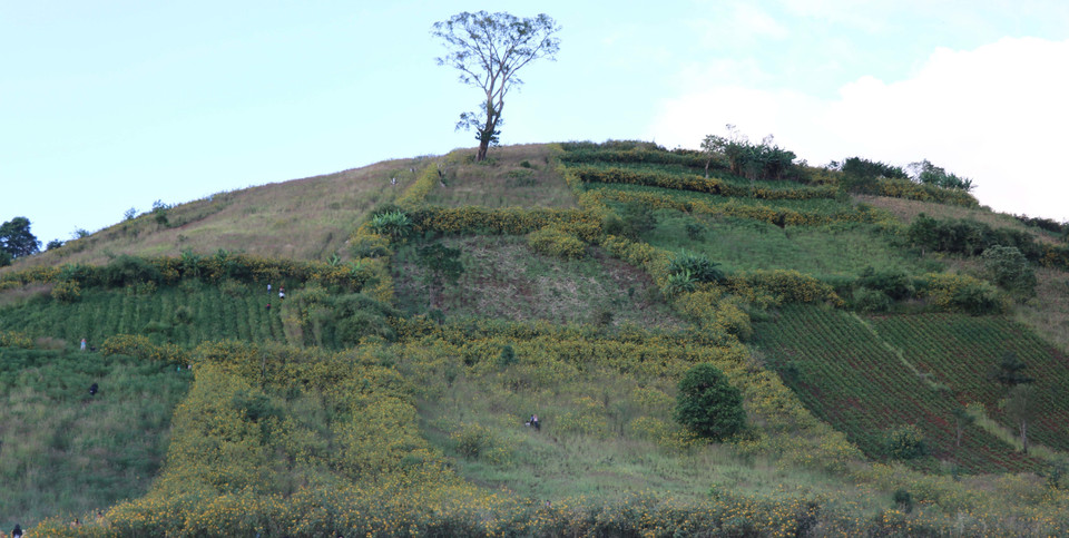 The Chu Dang Ya extinct volcano in the wild sunflower season (Photo: VNA)