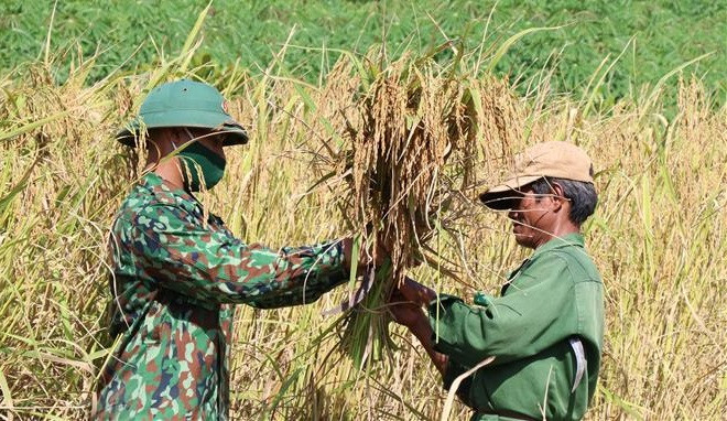 Gia Lai border guards help local farmers harvest rice. (Photo: VNA)