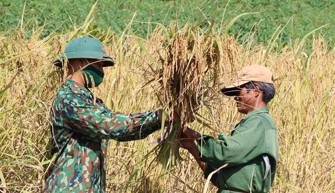 Gia Lai border guards help local farmers harvest rice. (Photo: VNA)