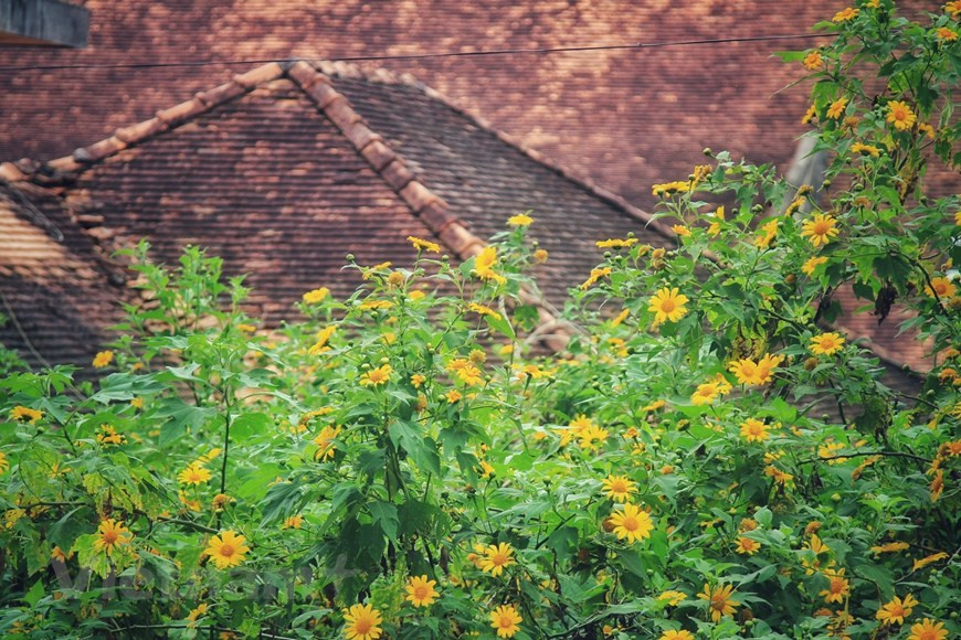 Many old houses are “walled in” by beautiful wildflowers. (Photo: Vietnam+)