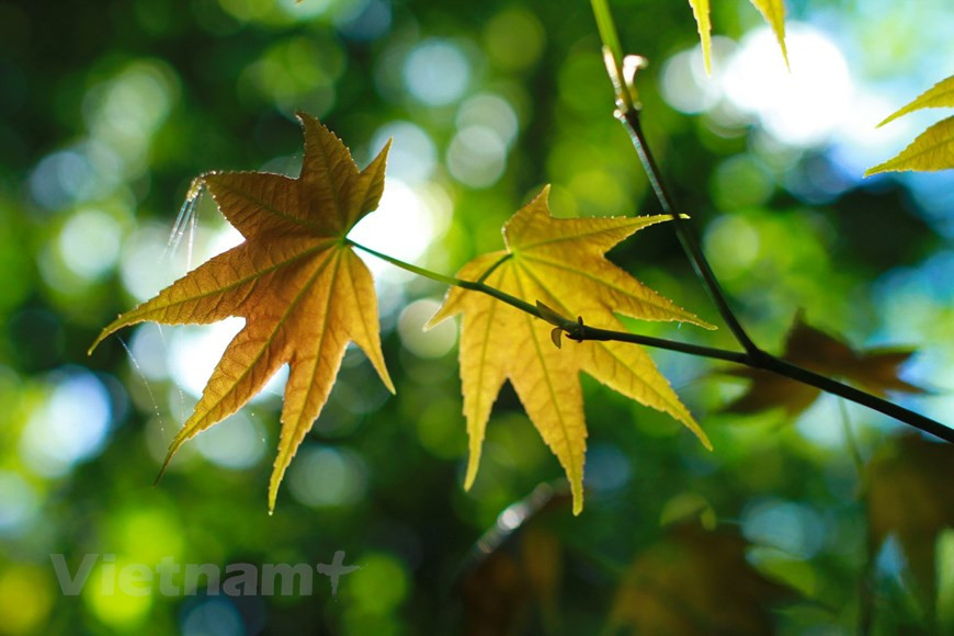Booking.com suggests visitors spend their days exploring Da Lat’s flower gardens and wandering around their grounds, taking in fragrant lilies, chrysanthemums, and orchids for which the city is famous. (Photo Vietnam+)