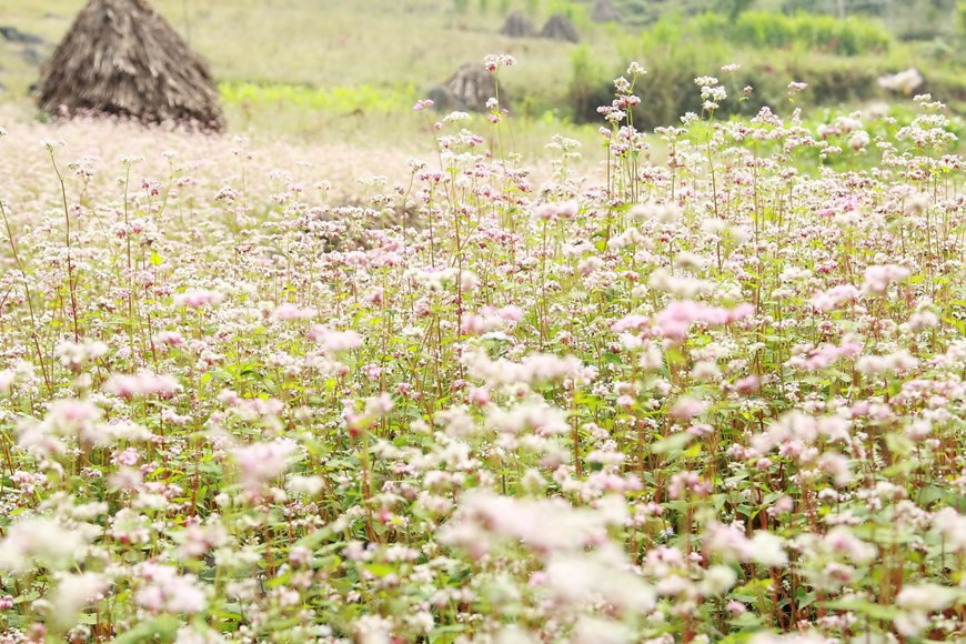 Ha Giang is known as a paradise with beautiful buckwheat flowers and rice terraces. (Photo: VNA)