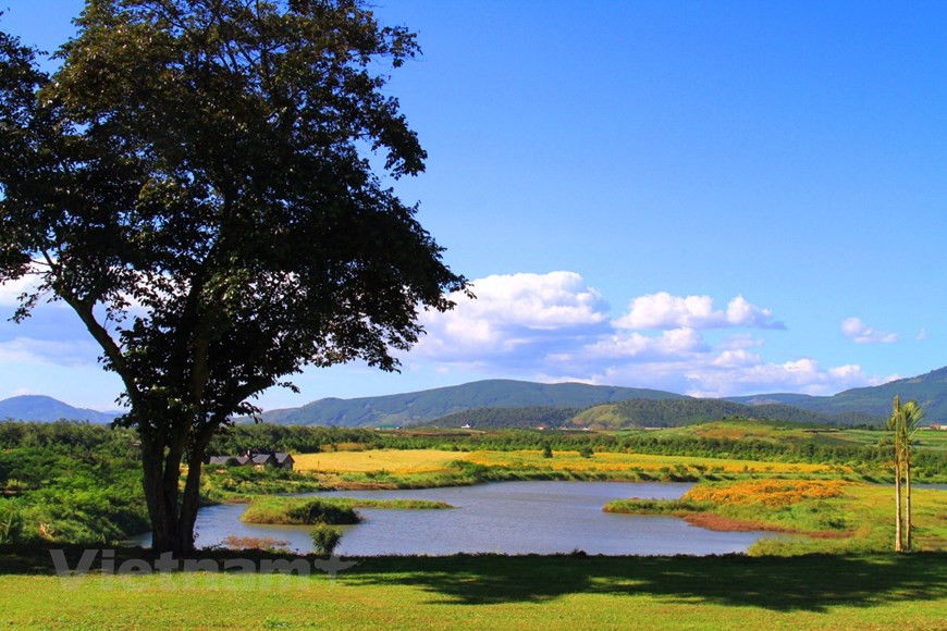 One of the most must-see destinations is the sunflower garden at the Da Lat Milk Farm. (Photo: Vietnam+)