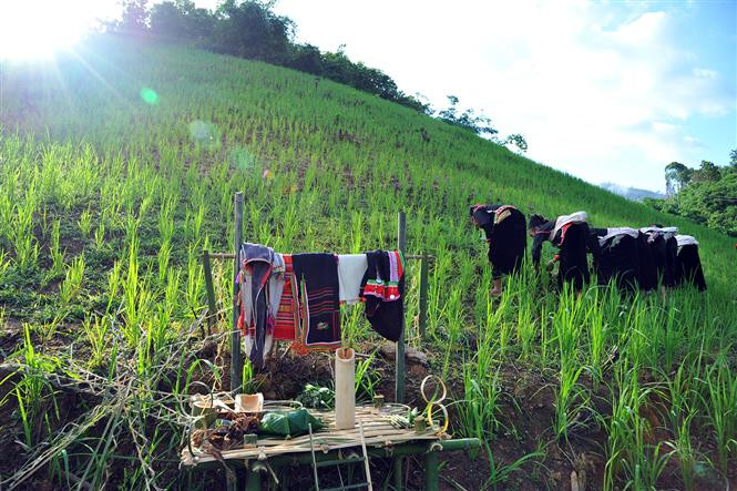 Local shaman performs a ritual to make offerings to gods (Photo: VNA)
