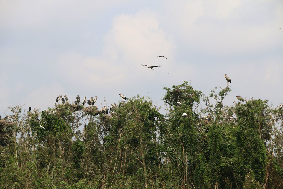 Gao Giong cajuput forest covers a total area of 1,600ha, comprising 1,200ha of cajuput forest, which is home to more than 100 species of birds (Photo: VNA) ​