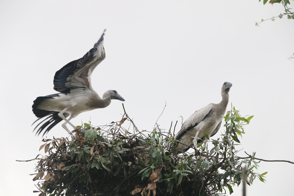  The birds are mostly seen in Vietnam’s southwestern region.(Photo: VNA)