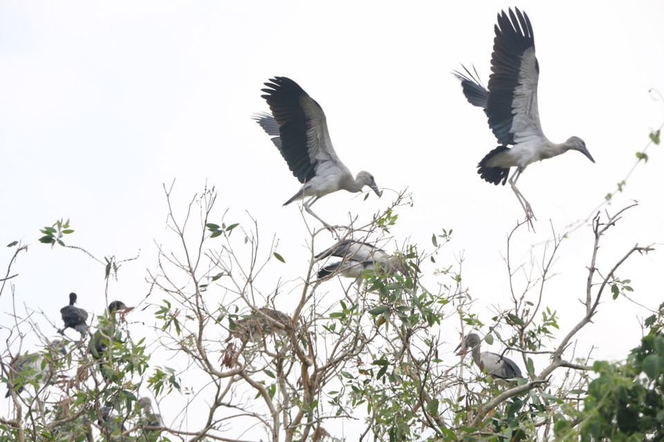 A pair of Asian openbill storks spotted in Gao Giong forest (Photo: VNA)