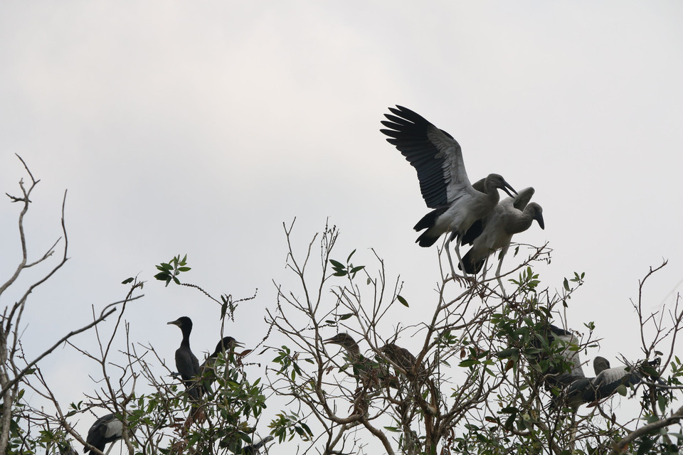 In Vietnam, the storks are known under the name co nhan (swallow) or co oc (snail storks) since they mainly eat snails (Photo: VNA)