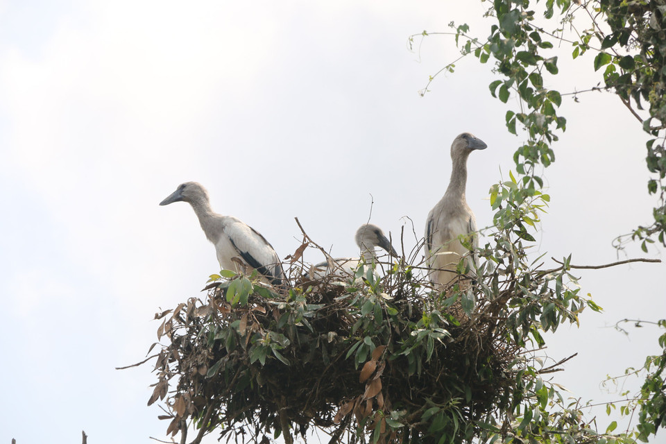 More than 100,000 Asian openbill storks have nested in Gao Giong forest (Photo: VNA)